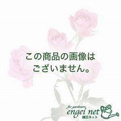 原種シクラメン種子：ロディウム／10粒