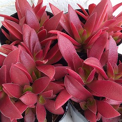 クラッスラ：紅葉祭り（もみじまつり）2.5号ポット 6株セット