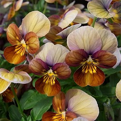 ビオラ：ビッツ　ハートカクテル 3～3.5号ポット 8株セット