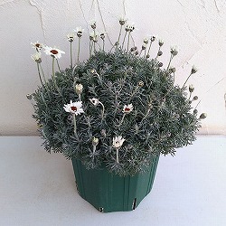 ローダンセマム：アフリカンアイズ7号ポット