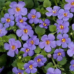 バコパ:スコーピア 濃青色(グランブルー)3号ポット 6株セット