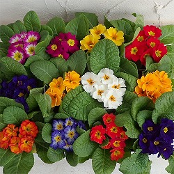 プリムラ・ジュリアン：キャンディミックス3号ポット 4株セット