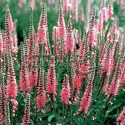 ベロニカ：ロンギフォリア ピンクシェーズ3号ポット 2株セット