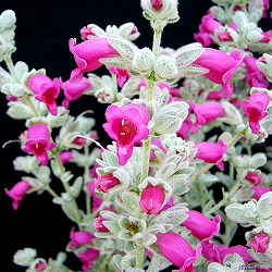 ピティロディア：フェアリーピンク5号ポット