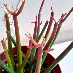 ミルクブッシュ：スティック・オン・ファイヤー3号ポット