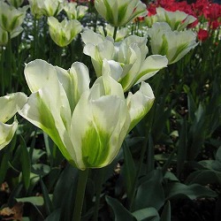 [26年2月中下旬予約]チューリップ：スプリンググリーン1球植え芽出し3号深ポット