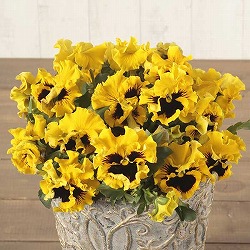 パンジー：絵になるスミレ：ソレイユ3.5号ポット 2株セット