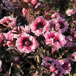 ギョリュウバイ：ライトピンク八重3.5号ポット