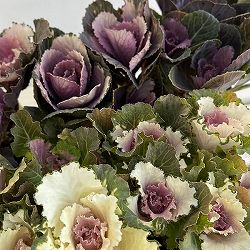 ハボタン（アンティーク系）：萌花セッション（多粒播き）3号ポット 3株セット