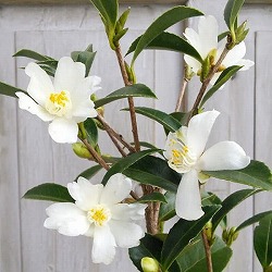 サザンカ：タイワンサザンカ3.5号ポット