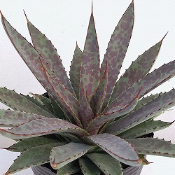 マンガベ：ブラッドスポット3号ポット