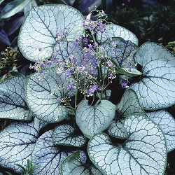 ブルンネラ：マクロフィラ ジャックフロスト11cm角ポット