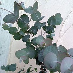 ユーカリ：プルブレンタ（銀世界）3号ポット