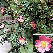 ローズ：スィートブライア3号ポット2株セット