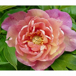 シャクヤク（インターセクショナルハイブリッド）：マジカルミステリーツアー5号ポット