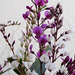 ハーデンベルギア：2色ミックス6号鉢植え