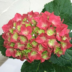 西洋アジサイ：HBA　ホットレッド3.5号ポット