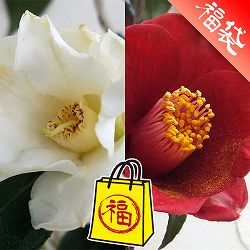 侘助椿（ツバキ）：白侘助と黒侘助4号ポット2種セット