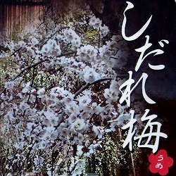 枝垂れ梅：白花6号ポット