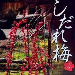 枝垂れ梅：赤花6号ポット