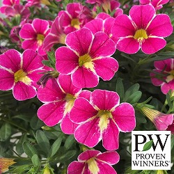 カリブラコア：スーパーベル　ブリリアントスター3号ポット 12株セット