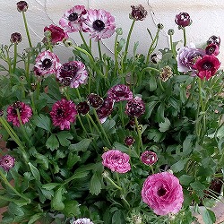 ラナンキュラス：イカロス・パープル系5号鉢植え