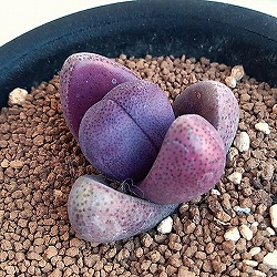 プレイオスピロス：紫帝玉（ムラサキテイギョク）3号鉢植え