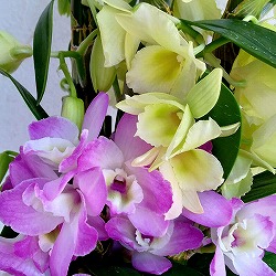 デンドロビウム：コンビネーション（ピンクと黄の2色植え）4号陶器鉢