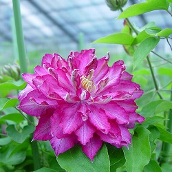 クレマチス：カエン（花炎）3.5号ロングポット（早咲き大輪系・八重咲）