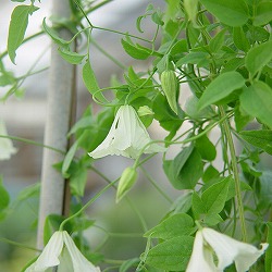 クレマチス：ホーゲルビーホワイト3.5号ロングポット（ビチセラ系)