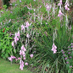 ディエラマ：ピンク3-3.5号ポット 2株セット