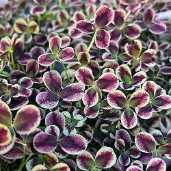 プリンセスクローバー・エステル2.5～3号ポット 2株セット