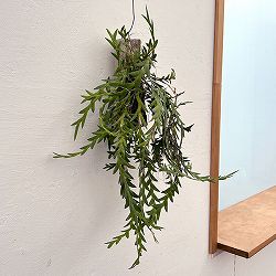 デンドロビウム：レオニス　板付け