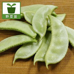 [26年4月下旬予約]加賀野菜：加賀つるまめ自根苗3号ポット