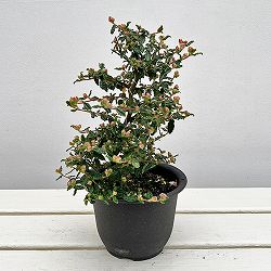 テンノウバイ（天皇梅）：曲げ仕立て4号ポット