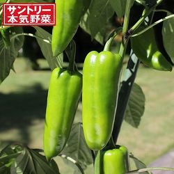 グルメピーマン：若穫りグリーンホルン自根苗3号ポット 2株セット