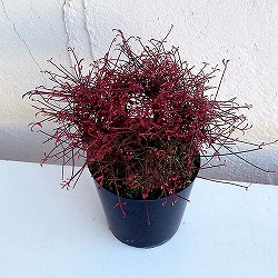 錦糸南天（キンシナンテン・琴糸南天）：天乙女（アマツオトメ）2.5号ポット