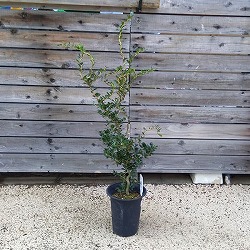 雲竜ツゲ（スパイラルドラゴン・ウンリュウツゲ）6号鉢植え