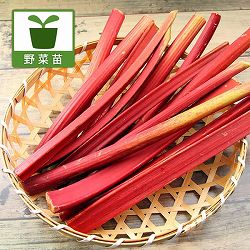 [26年4月上旬予約]ルバーブ：スペシャルレッド3号ポット