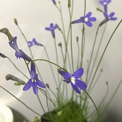 [26年3月中下旬予約]ロベリア：パラシオンブルー4号鉢植え