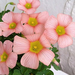 オキザリス：コモサ(オレンジ）3号ポット 2株セット