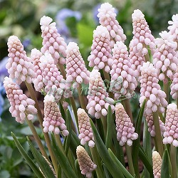 ムスカリ：ピンクサンライズ4球植え3.5号 4ポットセット