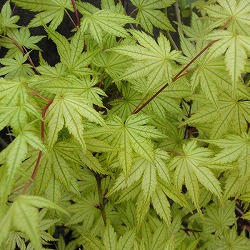 [26年2月中下旬予約]モミジ：鴫立沢（シギタツサワ）3.5-4号ポット