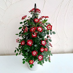 バラ・リトルアーチスト タワー仕立て6号鉢植え
