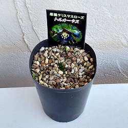 クリスマスローズ（原種）：トルカータス3号ロングポット