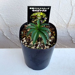 クリスマスローズ（原種）：セルビックス3号ロングポット