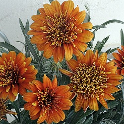 八重咲きガザニア：ロミーヌ ゴールド3.5号ポット