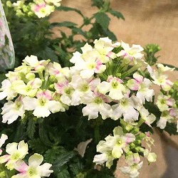 [26年3月中下旬予約]宿根バーベナ：ふわりぃ3.5号ポット