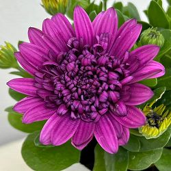 [26年1月中下旬予約]オステオスペルマム：プリンセスパープル4号鉢