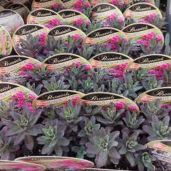 セダム：パープルエンペラー3.5号ポット